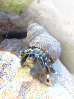�z�[���y�[�W�X�V�����s
